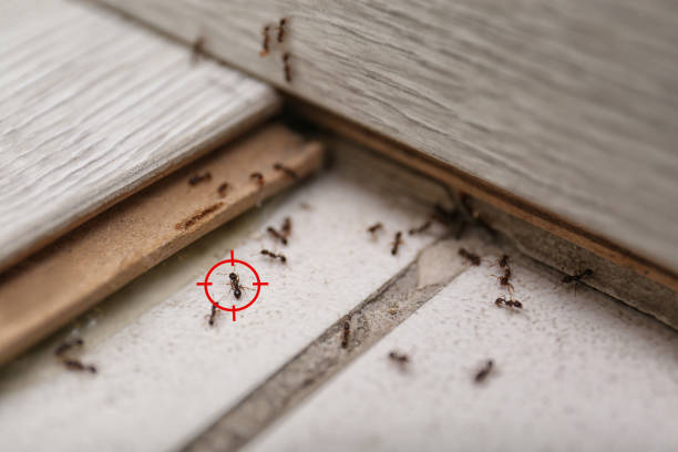 Best Ant Control Services  in Muttontown, NY